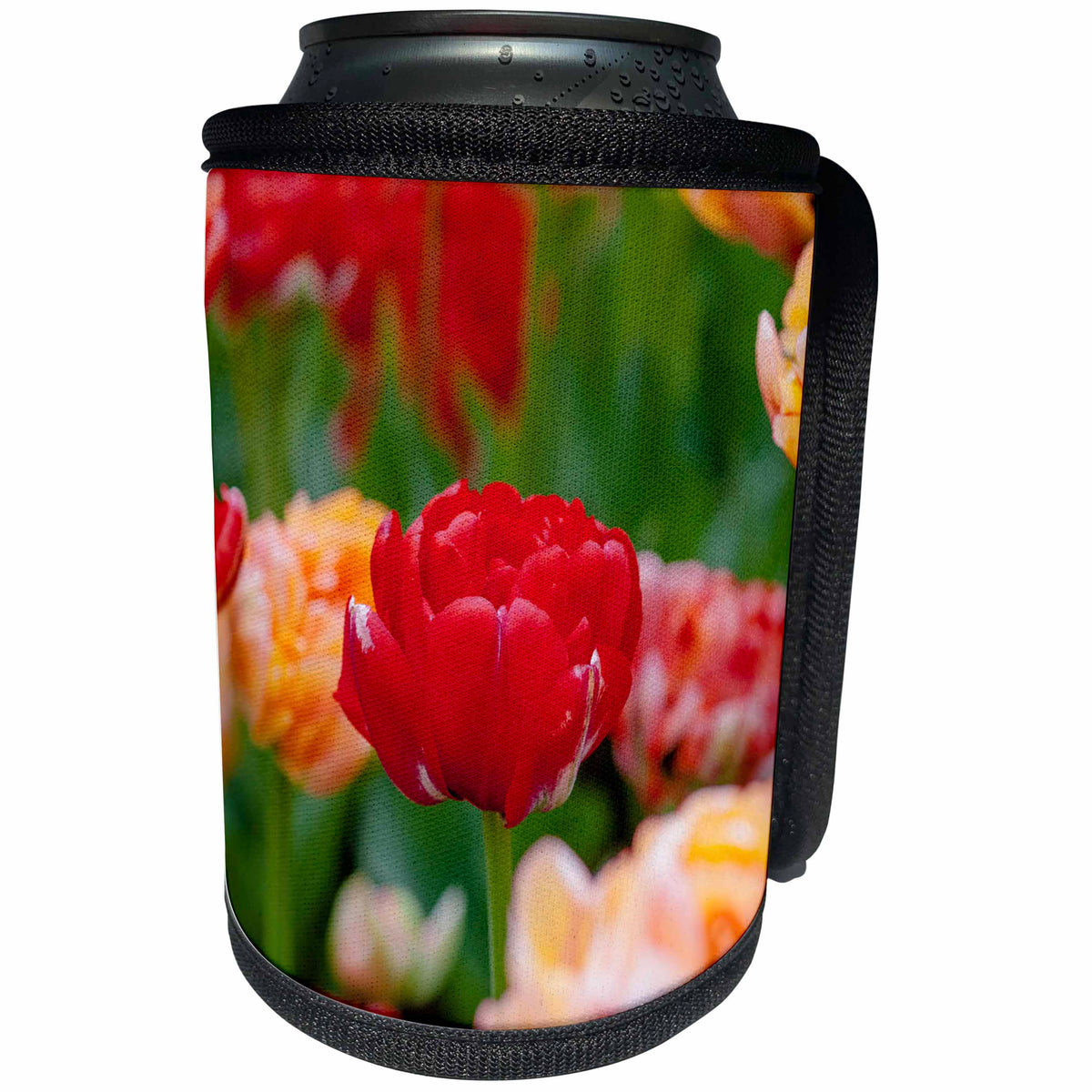 3dRose Alexis Photography - Flowers Tulip - Red parrot tulip, green and colorful background. Joy of spring - Can Cooler Bottle Wrap (cc_273881)