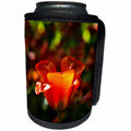 3dRose Alexis Photography - Flowers Tulip - Beautiful sunlit red tulip flower, play of light and shadows - Can Cooler Bottle Wrap (cc_273937)