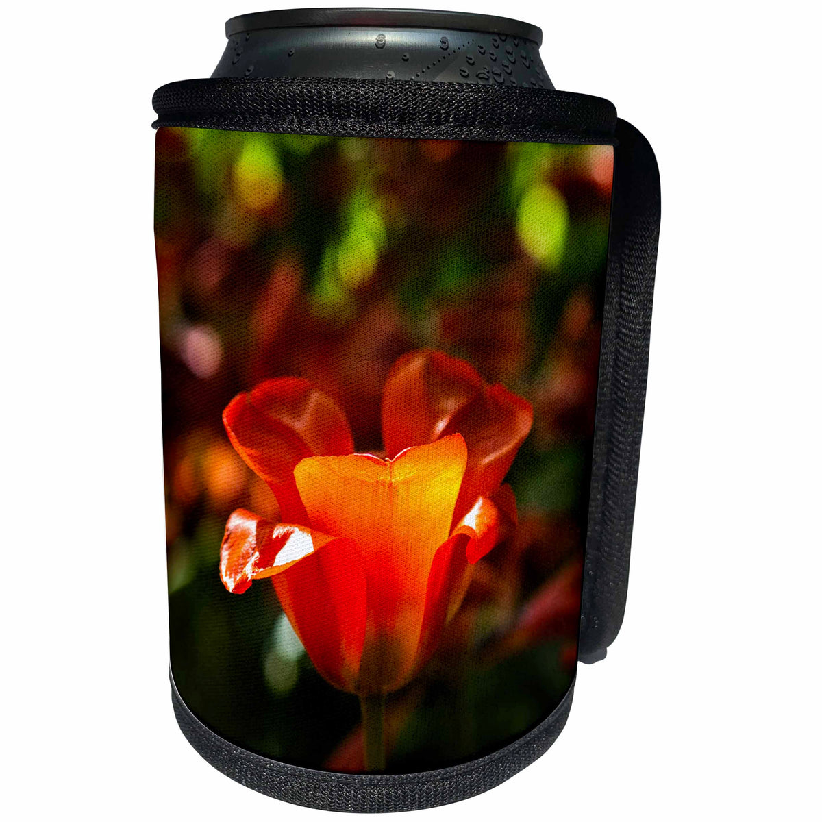 3dRose Alexis Photography - Flowers Tulip - Beautiful sunlit red tulip flower, play of light and shadows - Can Cooler Bottle Wrap (cc_273937)