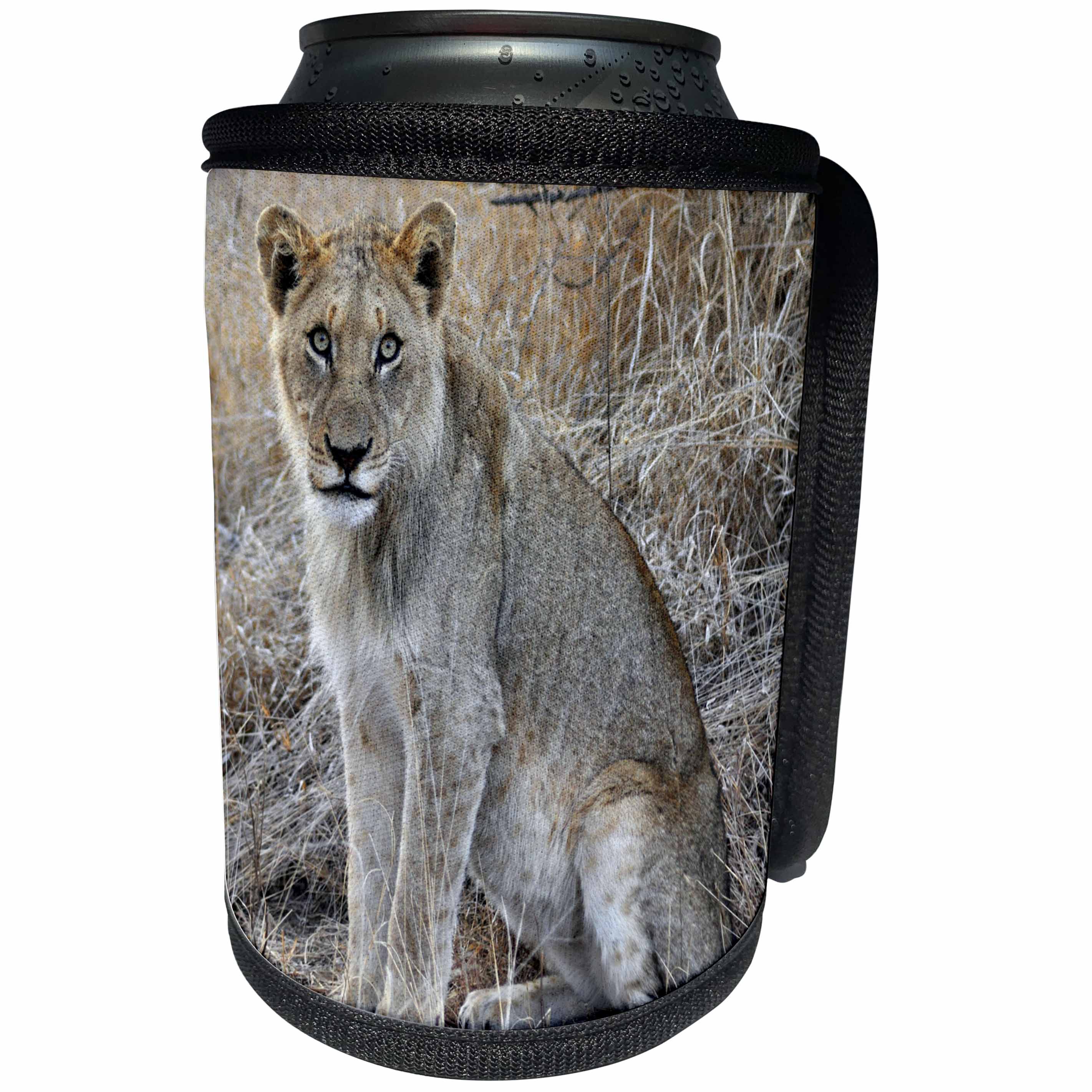 3dRose Sven Herkenrath Animal - Beautiful Young Lion With Mesmerizing Eyes Wildlife Photography - Can Cooler Bottle Wrap (cc_275820)