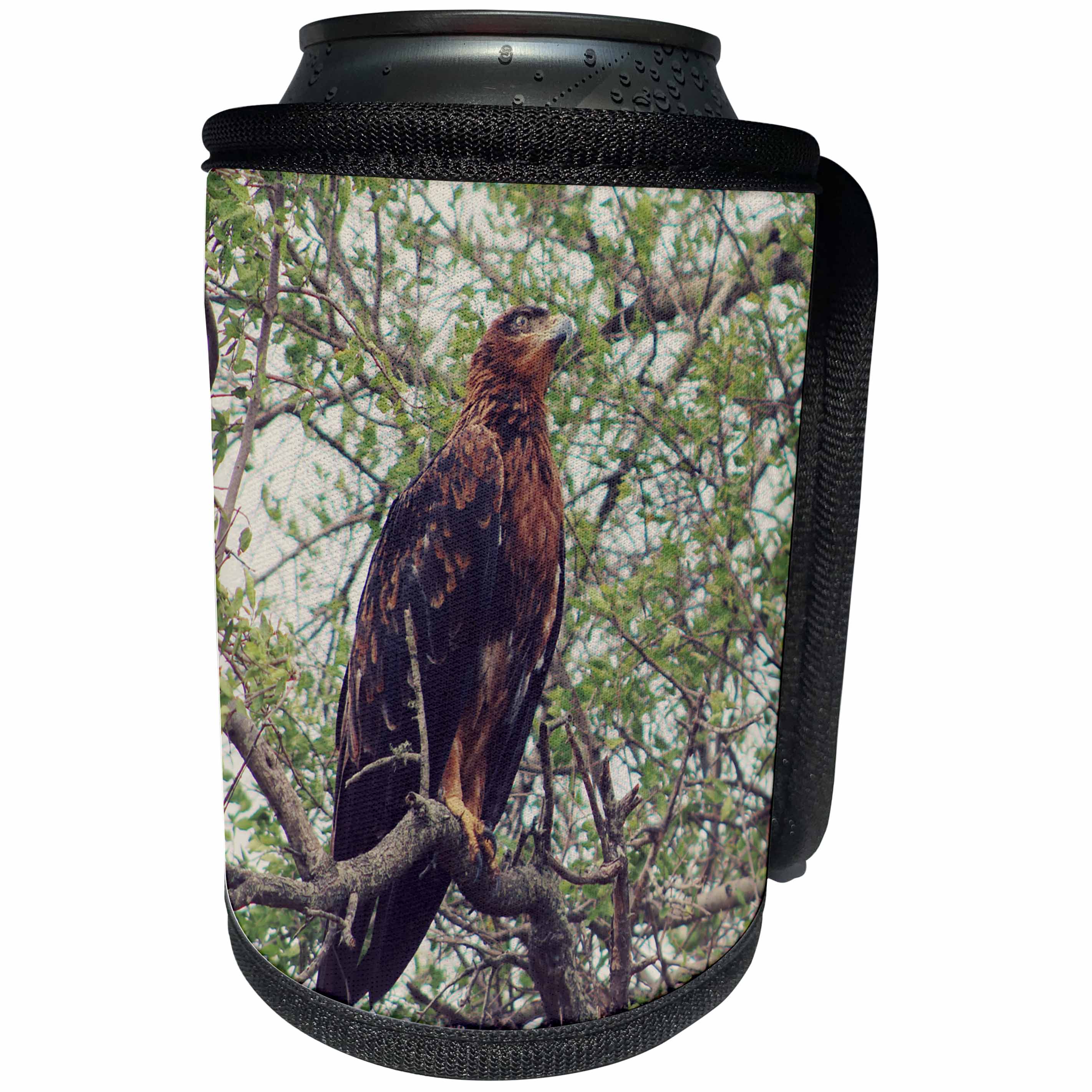 3dRose Sven Herkenrath Animal - A Majestic Brown Eagle Sitting on a Tree Branch Soft Filter - Can Cooler Bottle Wrap (cc_275889)