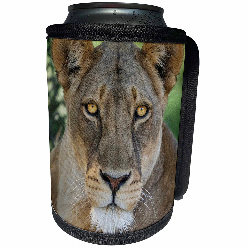 3dRose Danita Delimont - Big Cats - African lion, Mashatu Reserve, Botswana - Can Cooler Bottle Wrap (cc_276405)