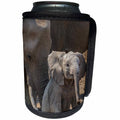 3dRose Danita Delimont - Elephants - African elephants, Mashatu Reserve, Botswana - Can Cooler Bottle Wrap (cc_276409)