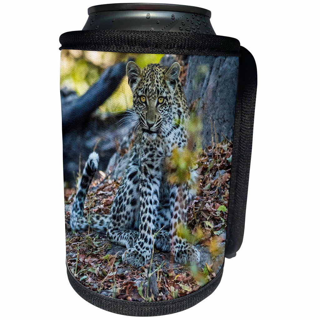 3dRose Danita Delimont - Big Cats - Juvenile leopard, Okavango Delta, Botswana - Can Cooler Bottle Wrap (cc_276411)