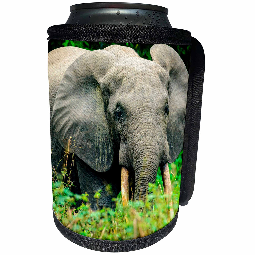 3dRose Danita Delimont - Elephants - African forest elephant, Odzala Kokoua NP. Republic of the Congo - Can Cooler Bottle Wrap (cc_276419)