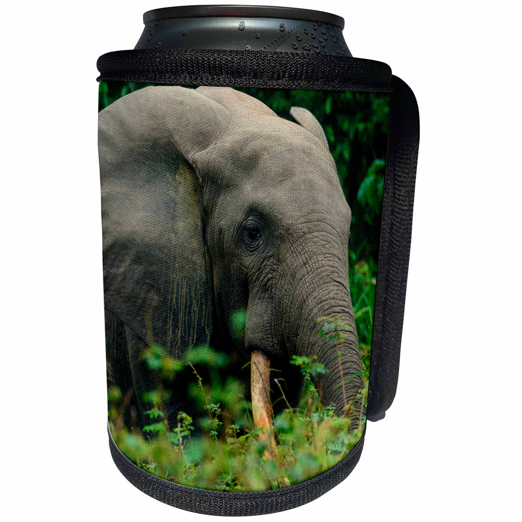 3dRose Danita Delimont - Elephants - African forest elephant, Odzala Kokoua NP. Congo - Can Cooler Bottle Wrap (cc_276421)
