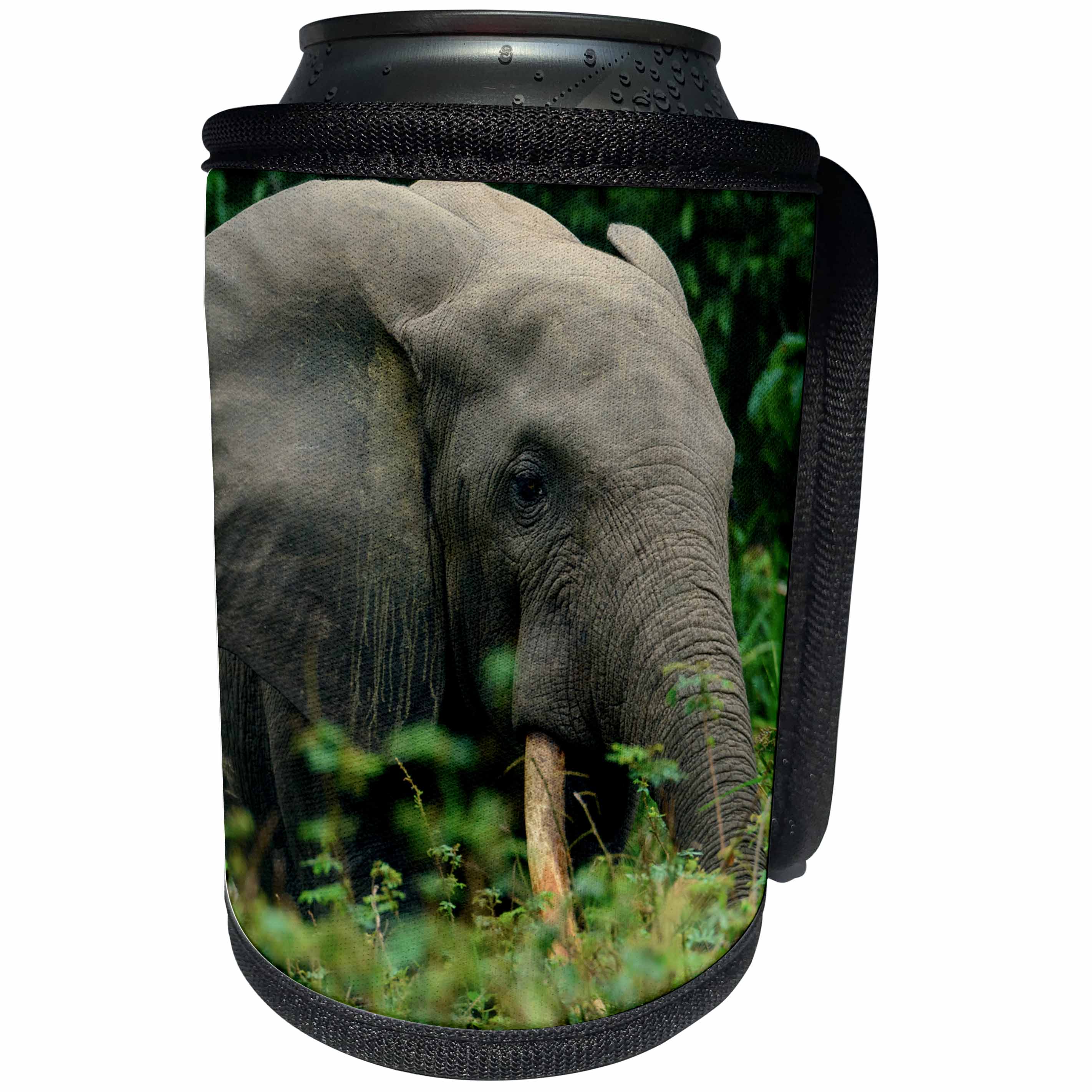 3dRose Danita Delimont - Elephants - African forest elephant, Odzala Kokoua NP. Congo - Can Cooler Bottle Wrap (cc_276421)