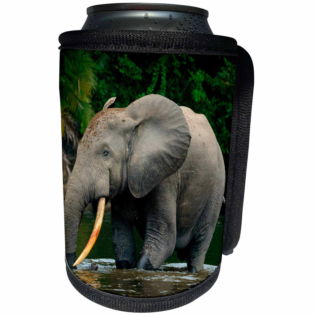 3dRose Danita Delimont - Elephants - African forest elephant wading in a River. Odzala Kokoua NP. Congo - Can Cooler Bottle Wrap (cc_276424)