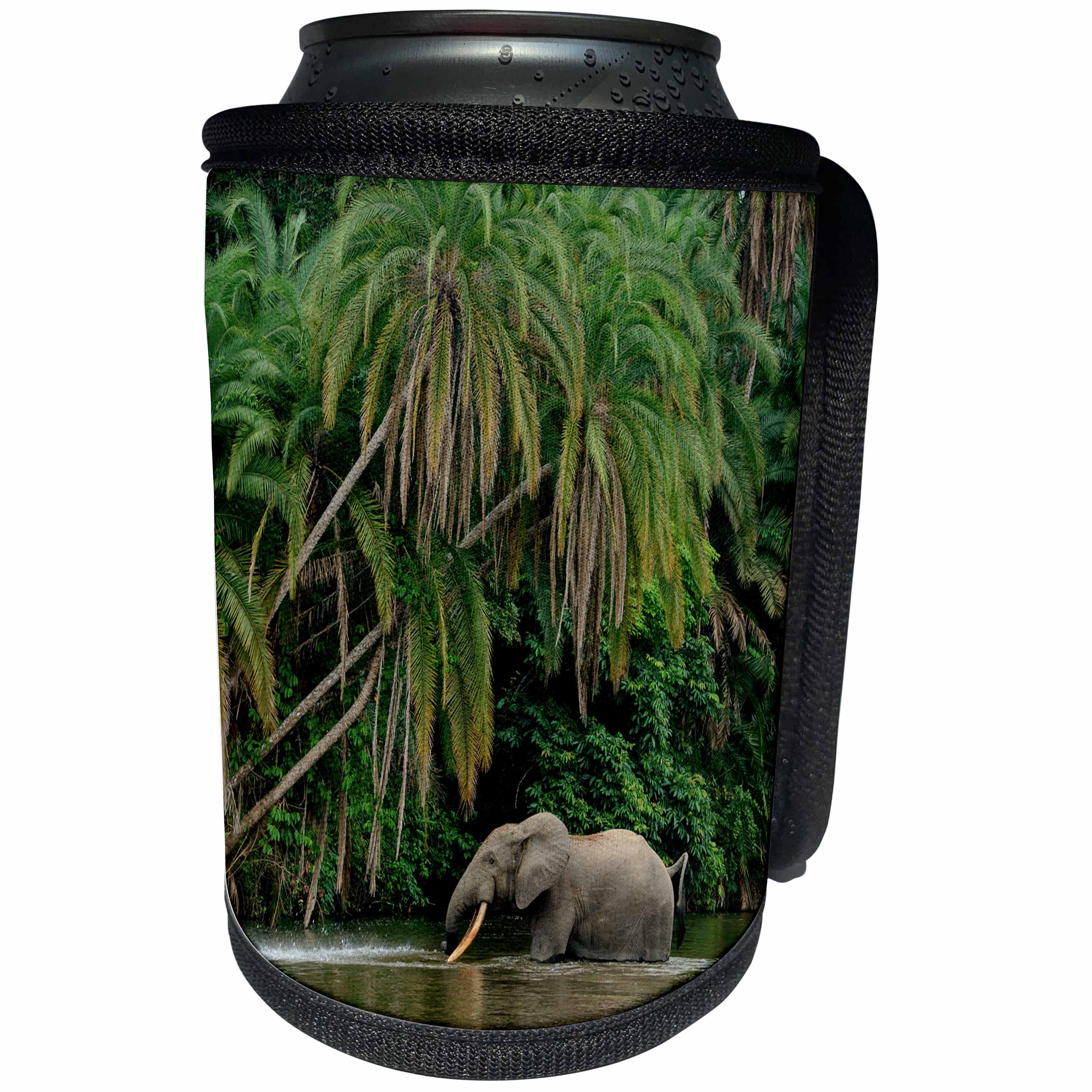 3dRose Danita Delimont - Elephants - African forest elephant in Lekoli River. Odzala Kokoua NP. Congo - Can Cooler Bottle Wrap (cc_276425)