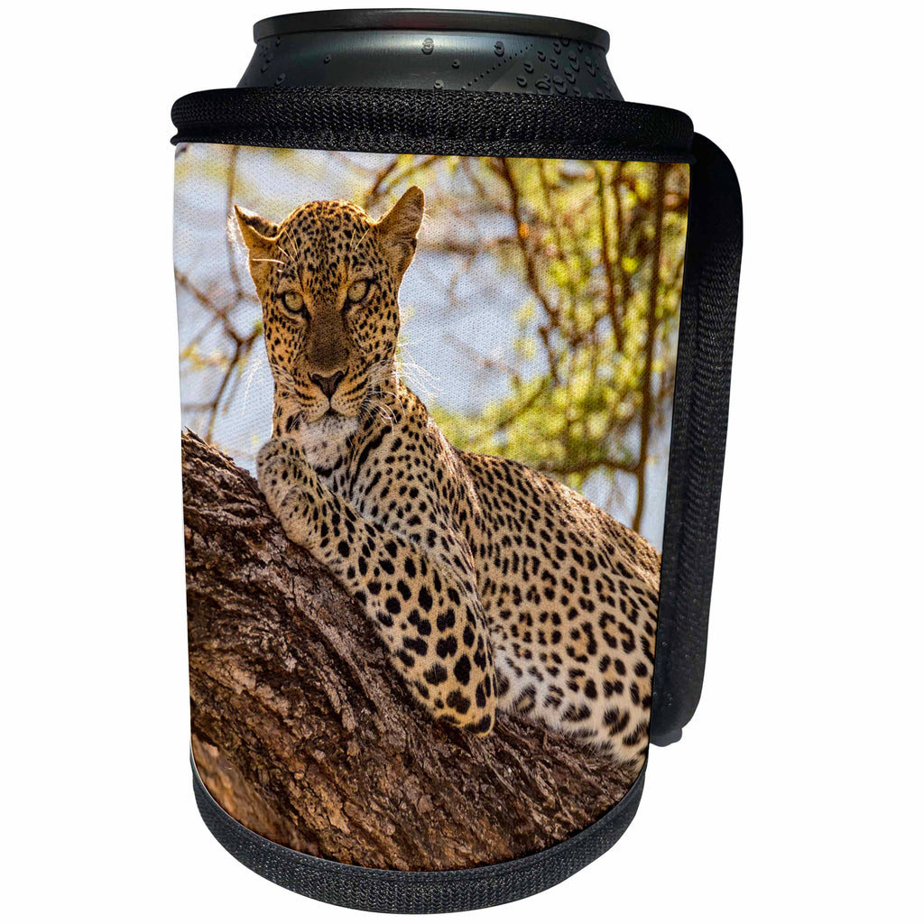3dRose Danita Delimont - Big Cats - Africa, Kenya, Samburu National Reserve. African Leopard in tree. - Can Cooler Bottle Wrap (cc_276454)