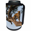 3dRose Danita Delimont - Big Cats - Africa, Kenya, Masai Mara National Reserve, African Leopard in tree. - Can Cooler Bottle Wrap (cc_276457)