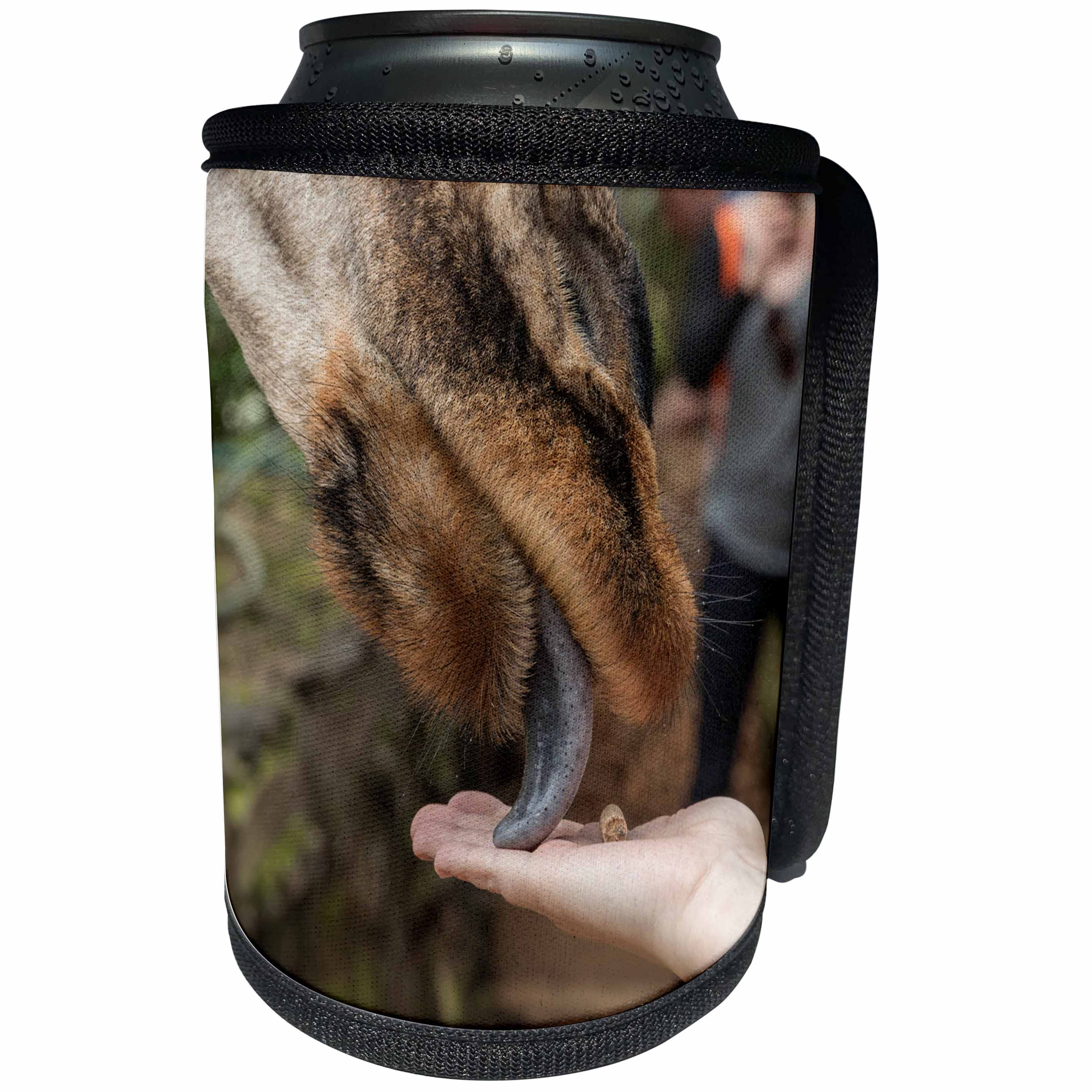 3dRose Danita Delimont - Giraffes - Kenya, Langata, Nairobi. Rothschild giraffe being hand fed. - Can Cooler Bottle Wrap (cc_276459)
