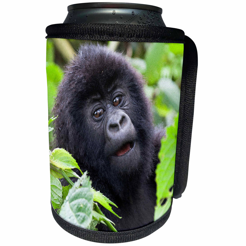 3dRose Danita Delimont - Baby animals - Africa, Rwanda, Volcanoes NP. Adorable young mountain gorilla. - Can Cooler Bottle Wrap (cc_276539)