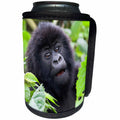 3dRose Danita Delimont - Baby animals - Africa, Rwanda, Volcanoes NP. Adorable young mountain gorilla. - Can Cooler Bottle Wrap (cc_276539)