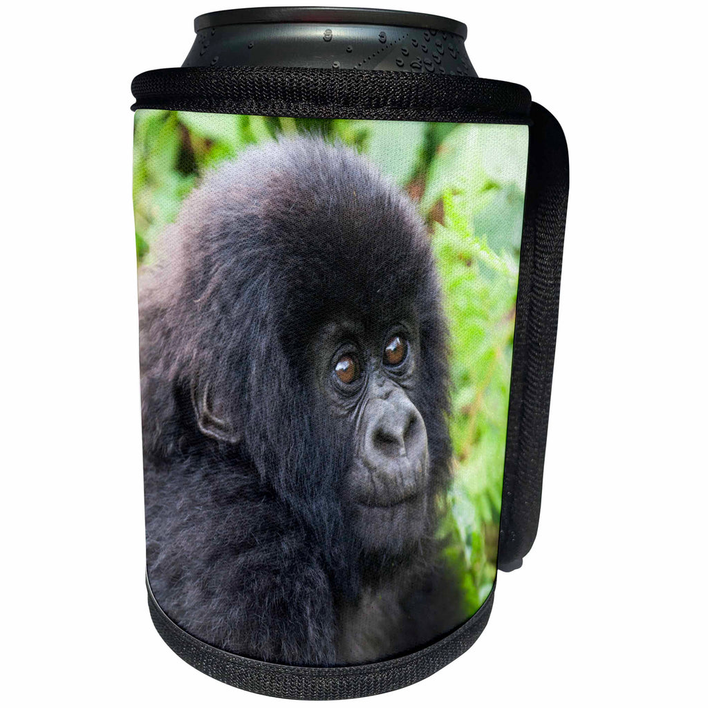 3dRose Danita Delimont - Baby animals - Africa, Rwanda, Volcanoes NP. Young mountain gorilla portrait. - Can Cooler Bottle Wrap (cc_276541)