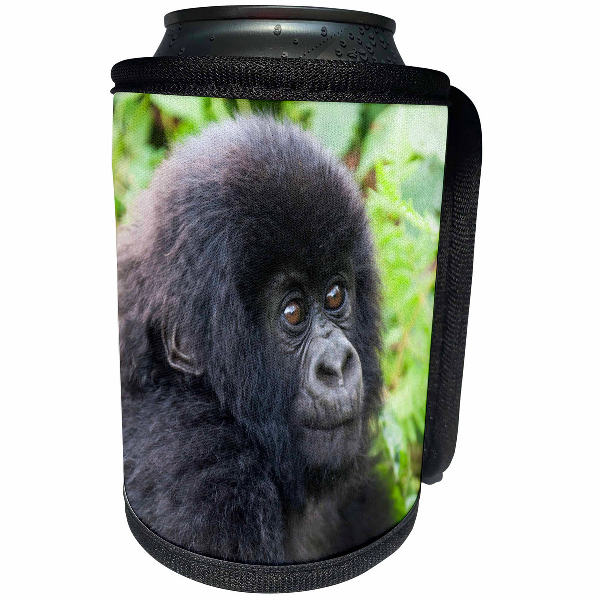 3dRose Danita Delimont - Baby animals - Africa, Rwanda, Volcanoes NP. Young mountain gorilla portrait. - Can Cooler Bottle Wrap (cc_276541)