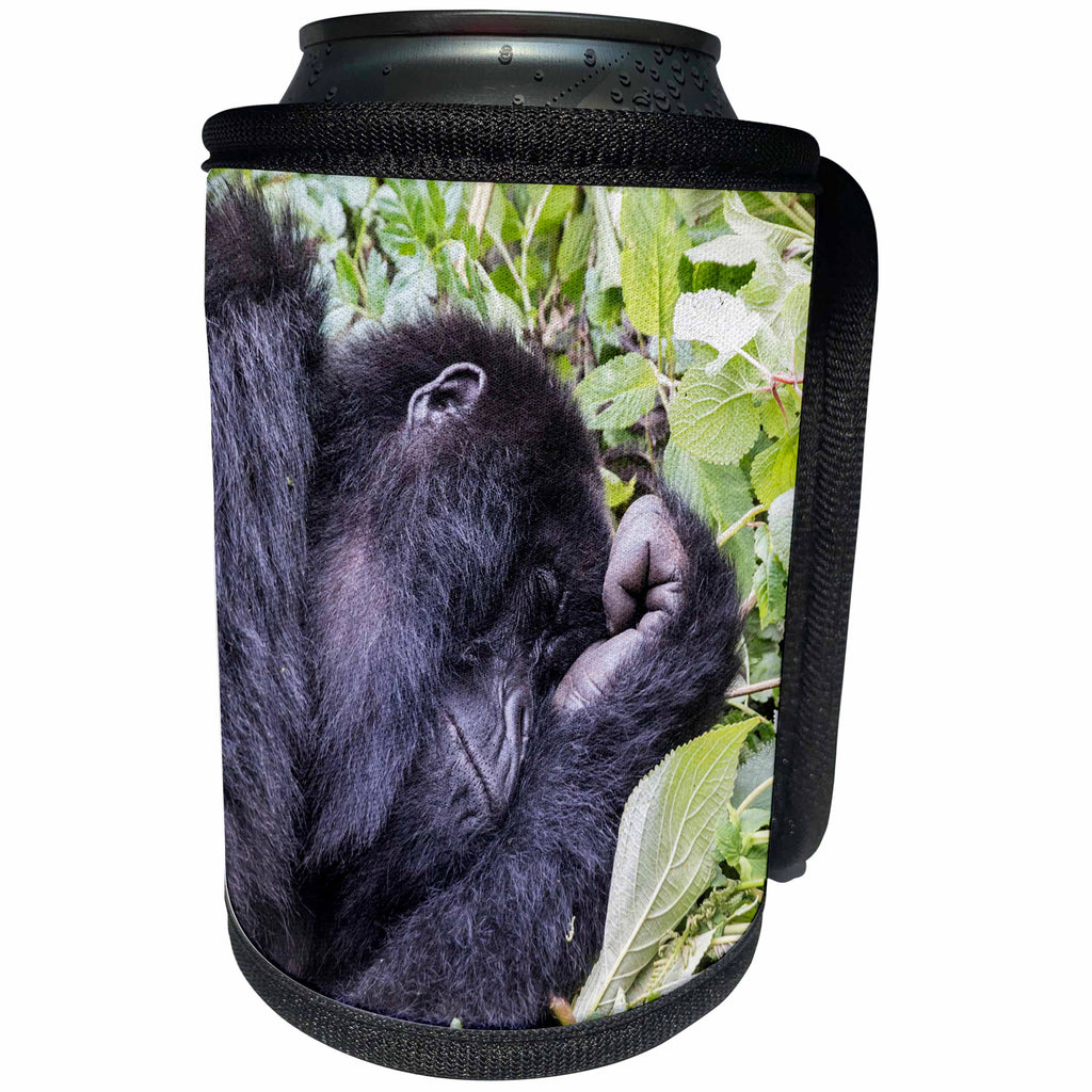 3dRose Danita Delimont - Primates - Rwanda, Volcanoes NP, Ruhengeri, Kinigi, Mountain Gorilla sleeping. - Can Cooler Bottle Wrap (cc_276547)
