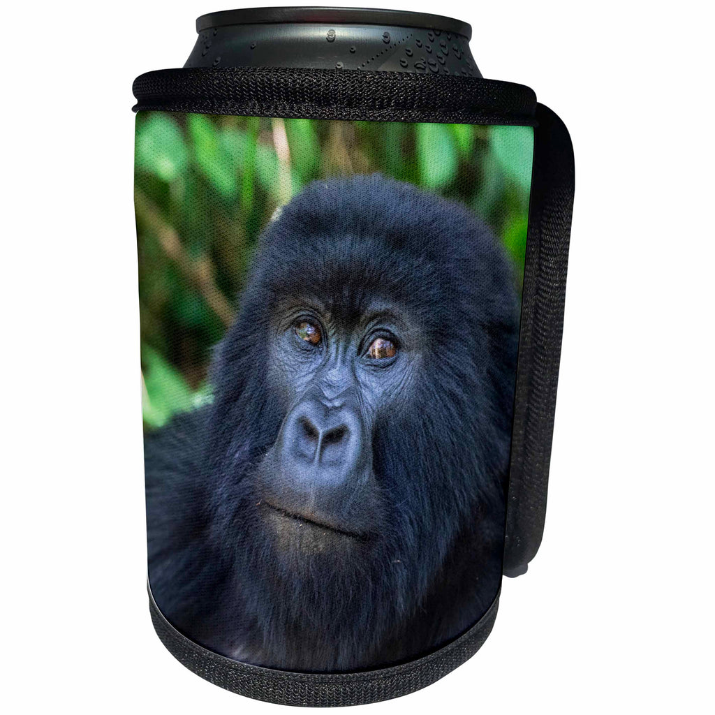 3dRose Danita Delimont - Primates - Gorilla in the forest, Parc National des Volcans, Rwanda - Can Cooler Bottle Wrap (cc_276550)