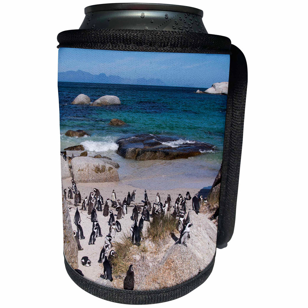 3dRose Danita Delimont - Penguins - South Africa, Cape Town, Boulders Beach. African penguin colony - Can Cooler Bottle Wrap (cc_276556)