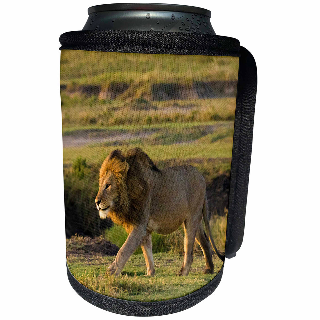 3dRose Danita Delimont - Big Cats - Africa, Tanzania, Ngorongoro Conservation Area. A male lion. - Can Cooler Bottle Wrap (cc_276557)
