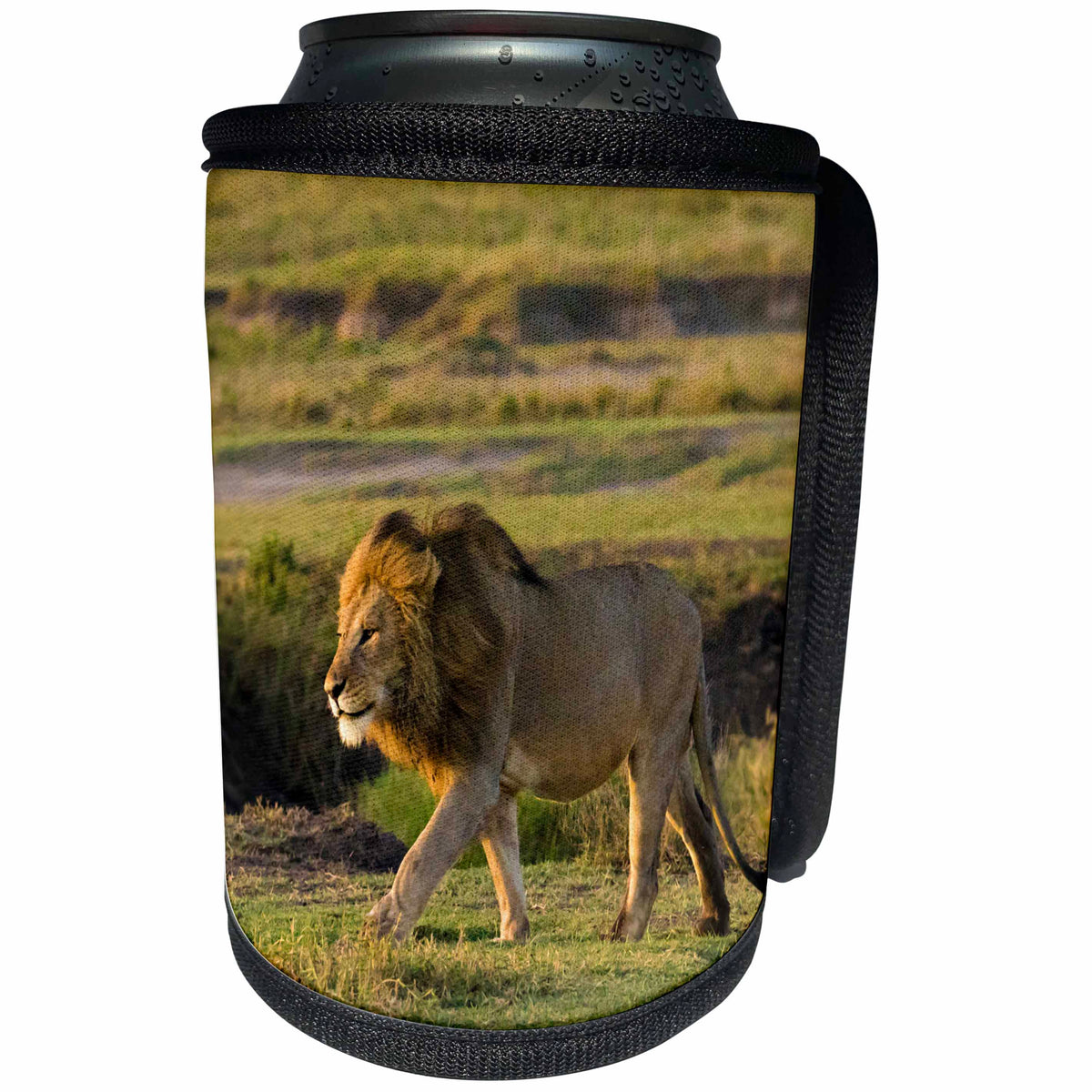 3dRose Danita Delimont - Big Cats - Africa, Tanzania, Ngorongoro Conservation Area. A male lion. - Can Cooler Bottle Wrap (cc_276557)