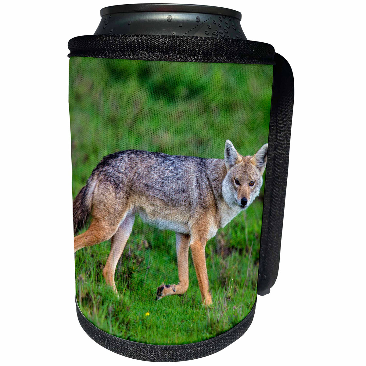 3dRose Danita Delimont - Coyotes - Africa. Tanzania. Golden jackal, Canis aureus, Serengeti NP. - Can Cooler Bottle Wrap (cc_276564)