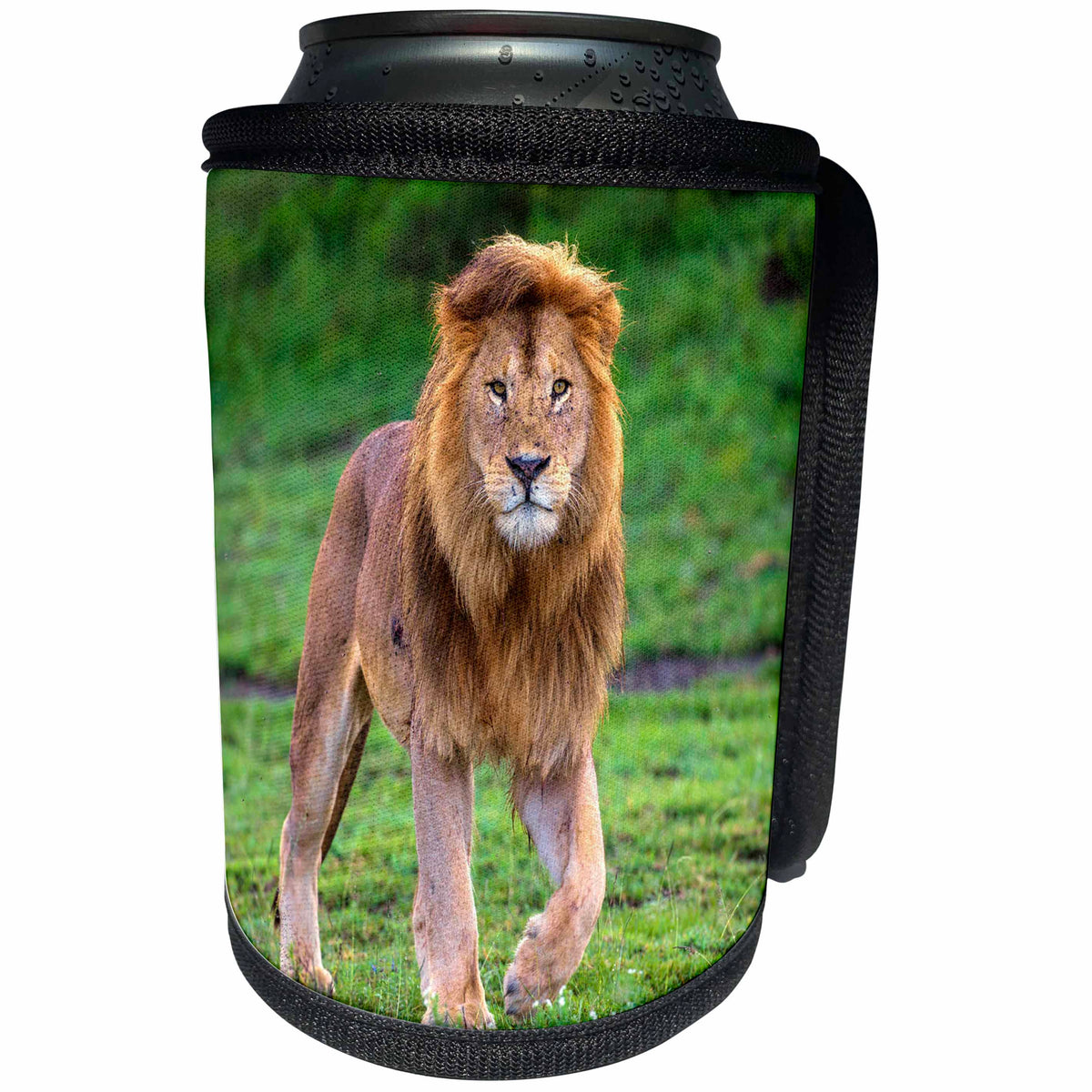 3dRose Danita Delimont - Big Cats - Africa. Tanzania. Male African lion at Ndutu, Serengeti NP. - Can Cooler Bottle Wrap (cc_276567)