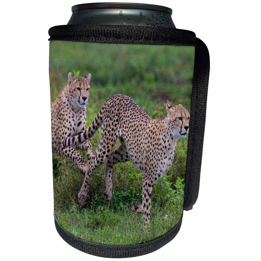 3dRose Danita Delimont - Big Cats - Africa. Tanzania. Two Cheetahs hunting on the plains of the Serengeti. - Can Cooler Bottle Wrap (cc_276569)