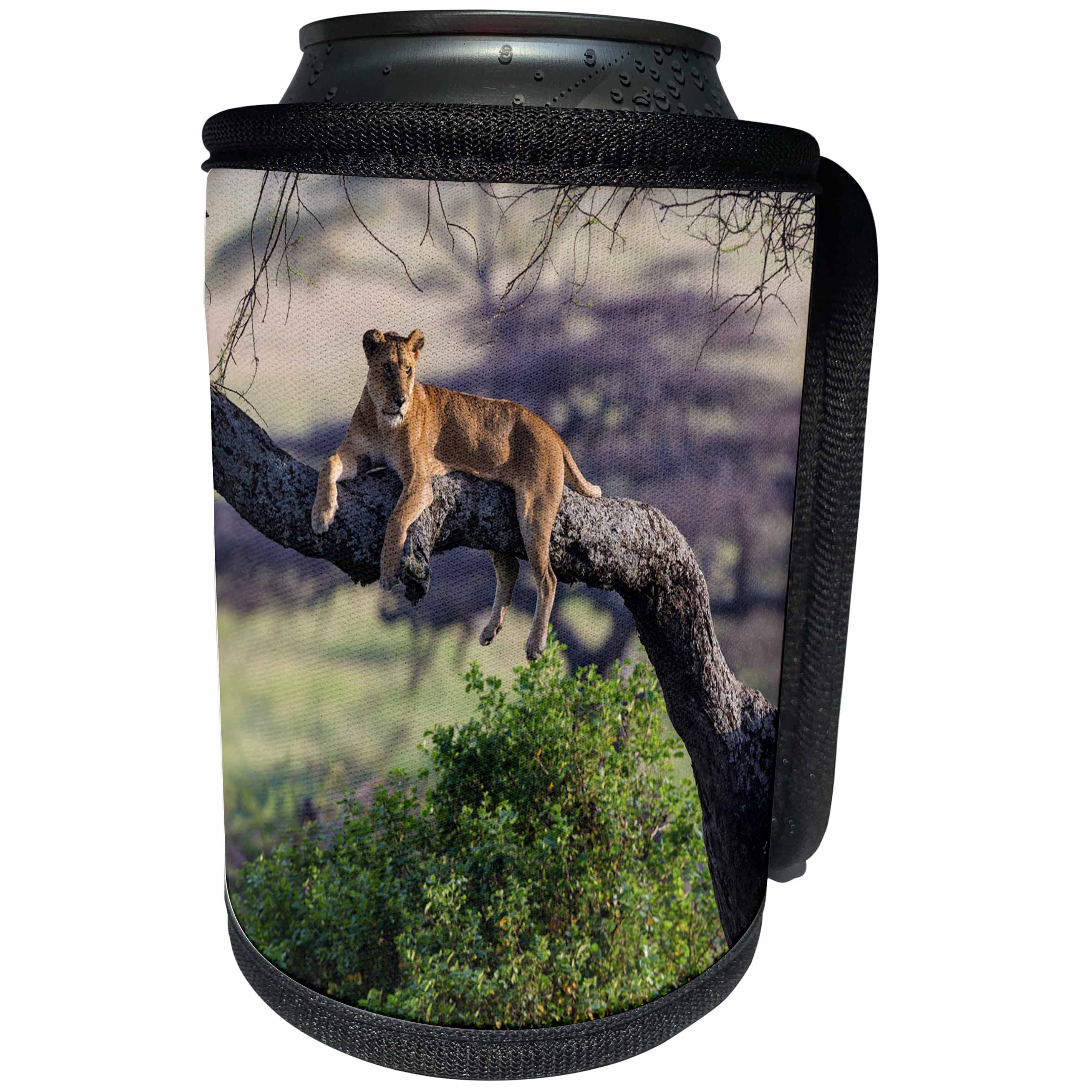 3dRose Danita Delimont - Big Cats - Africa. Tanzania. African lion female in tree Serengeti NP. - Can Cooler Bottle Wrap (cc_276573)