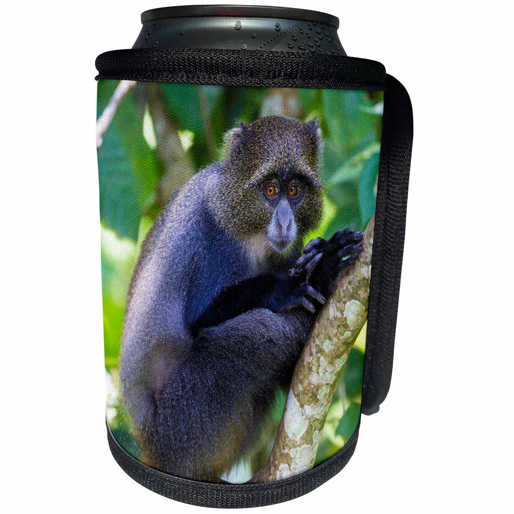 3dRose Danita Delimont - Primates - Africa. Tanzania. Blue Monkey sitting in a tree at Arusha NP. - Can Cooler Bottle Wrap (cc_276574)