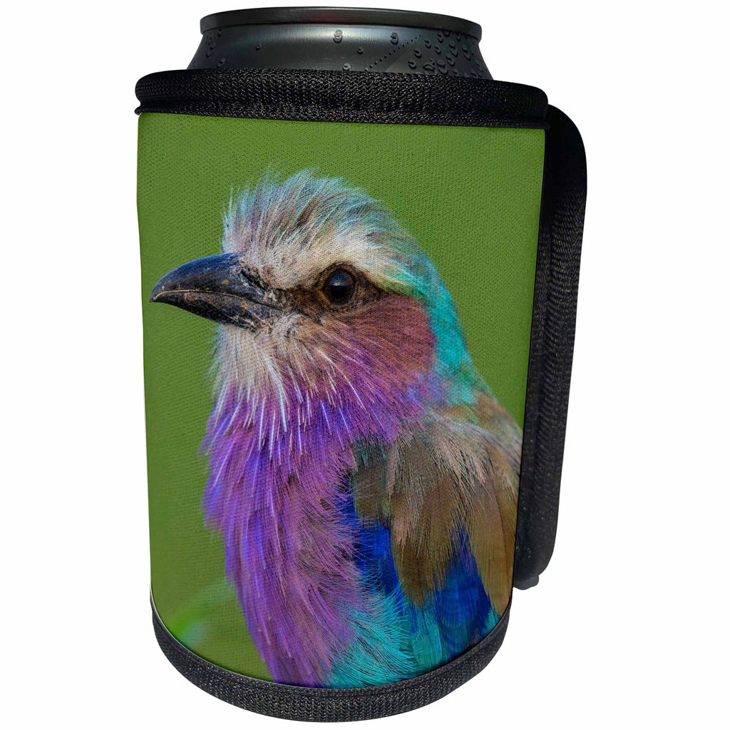 3dRose Danita Delimont - Birds - Africa. Tanzania. Lilac breasted roller in Serengeti NP. - Can Cooler Bottle Wrap (cc_276576)