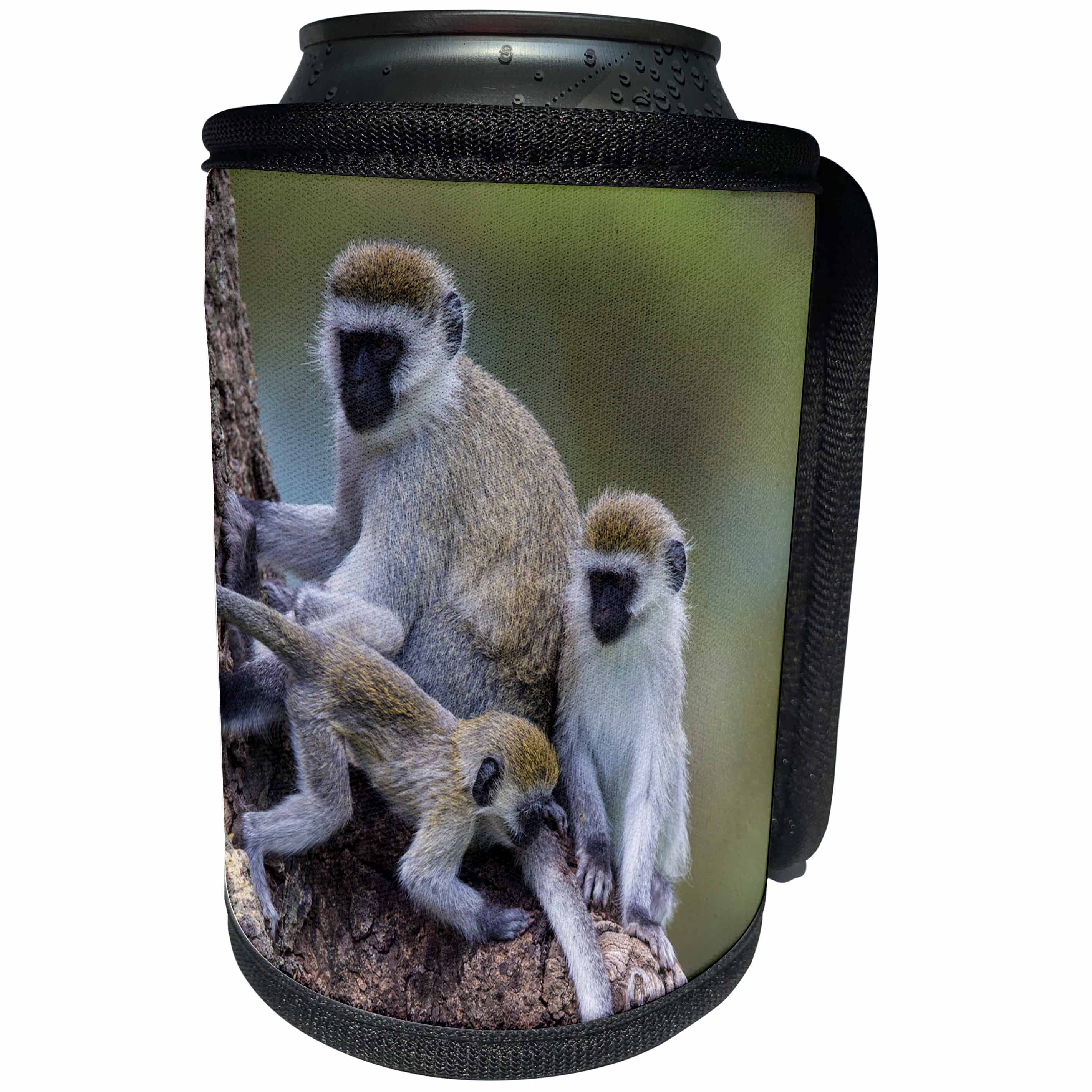 3dRose Danita Delimont - Baby animals - Tanzania. Vervet monkey with two babies at Ngorongoro Crater. - Can Cooler Bottle Wrap (cc_276582)