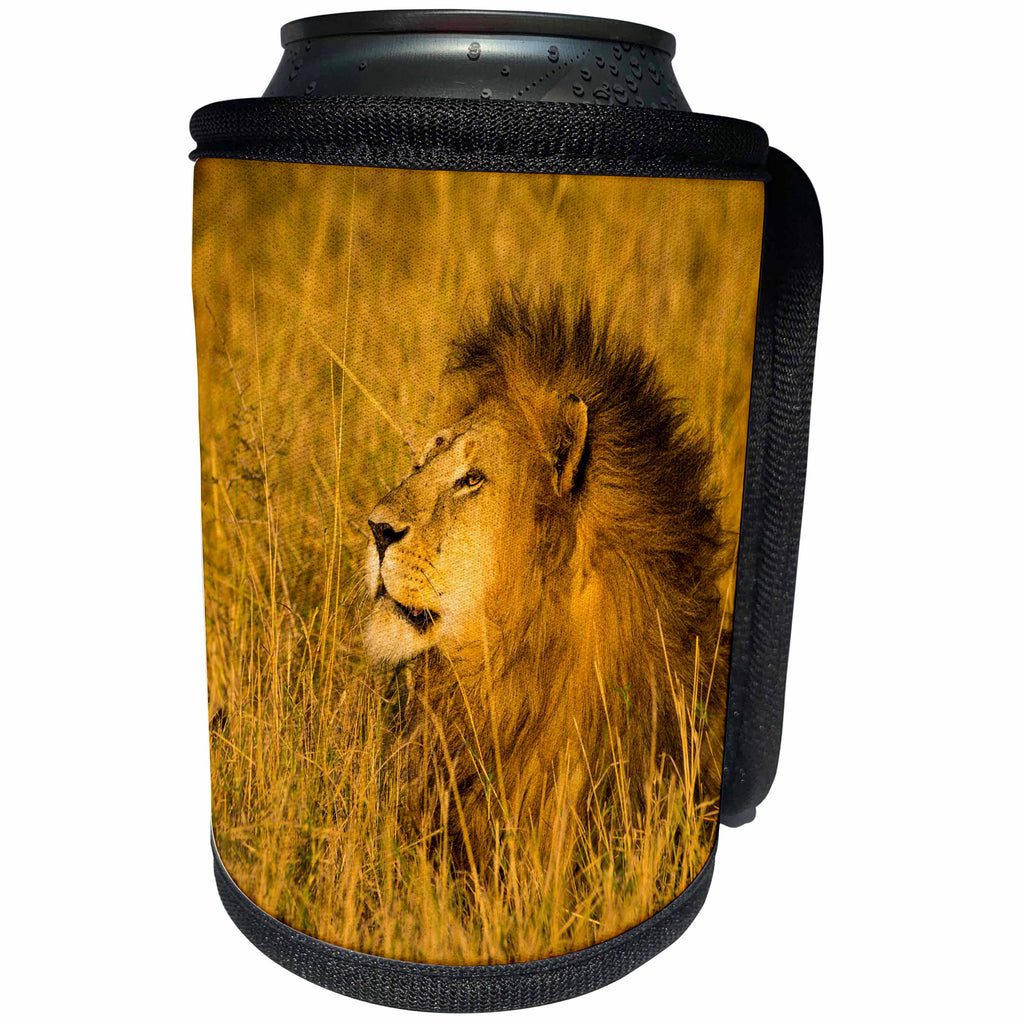 3dRose Danita Delimont - Big Cats - Africa. Tanzania. African lion male, Panthera Leo, Serengeti NP. - Can Cooler Bottle Wrap (cc_276590)
