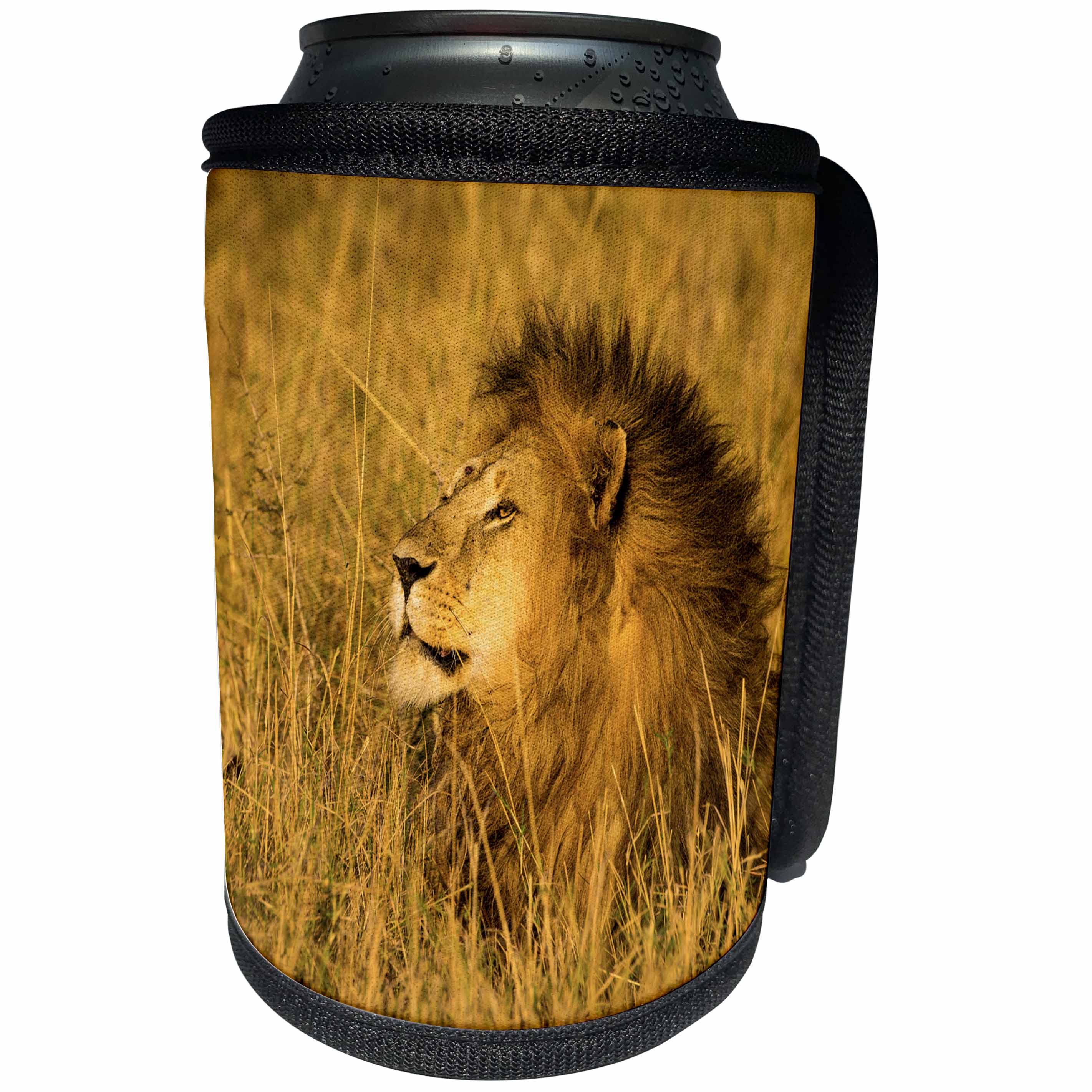 3dRose Danita Delimont - Big Cats - Africa. Tanzania. African lion male, Panthera Leo, Serengeti NP. - Can Cooler Bottle Wrap (cc_276590)