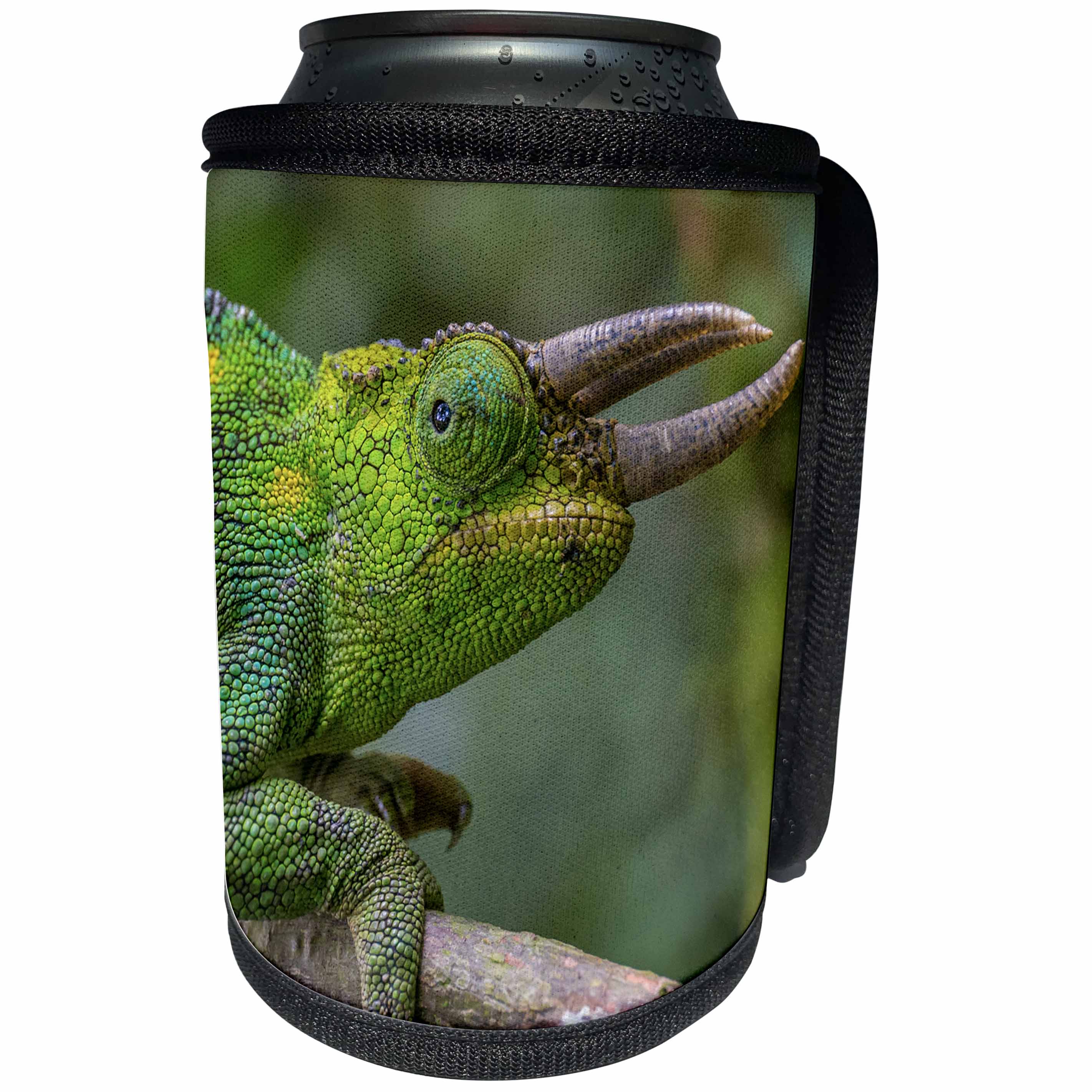 3dRose Danita Delimont - Chameleons - Jacksons three horned chameleon, Bwindi Impenetrable NP, Uganda - Can Cooler Bottle Wrap (cc_276628)