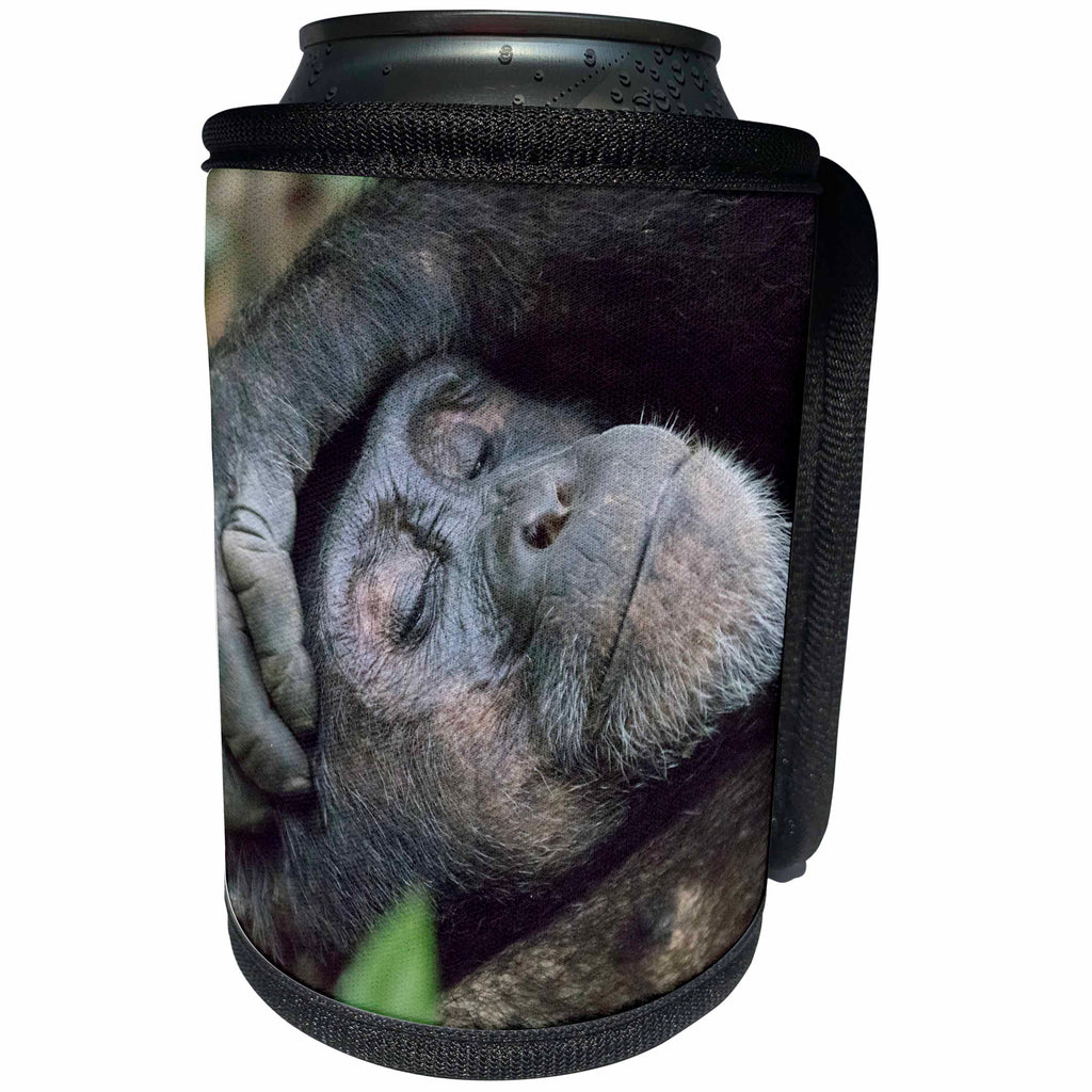 3dRose Danita Delimont - Primates - Africa, Uganda, Kibale Forest NP. Chimpanzee sleeping. - Can Cooler Bottle Wrap (cc_276634)