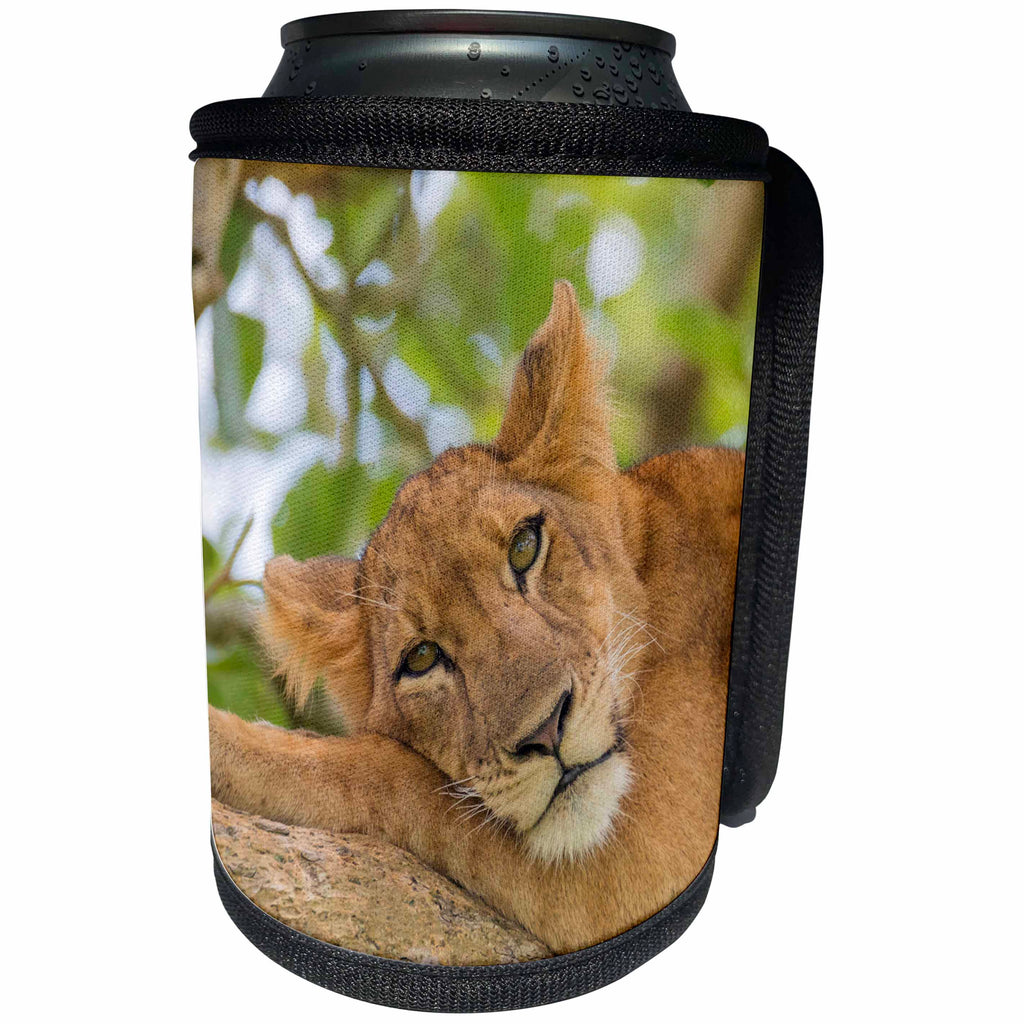 3dRose Danita Delimont - Big Cats - Uganda, Ishasha, Queen Elizabeth NP. Lioness resting on a branch. - Can Cooler Bottle Wrap (cc_276635)