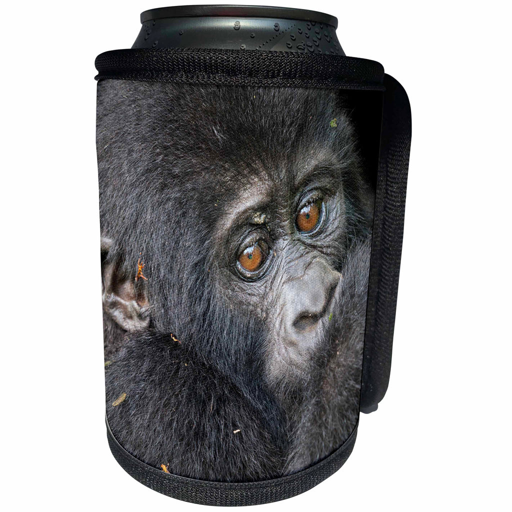 3dRose Danita Delimont - Baby animals - Africa, Uganda, Bwindi Impenetrable Forest. Mountain gorilla baby. - Can Cooler Bottle Wrap (cc_276637)