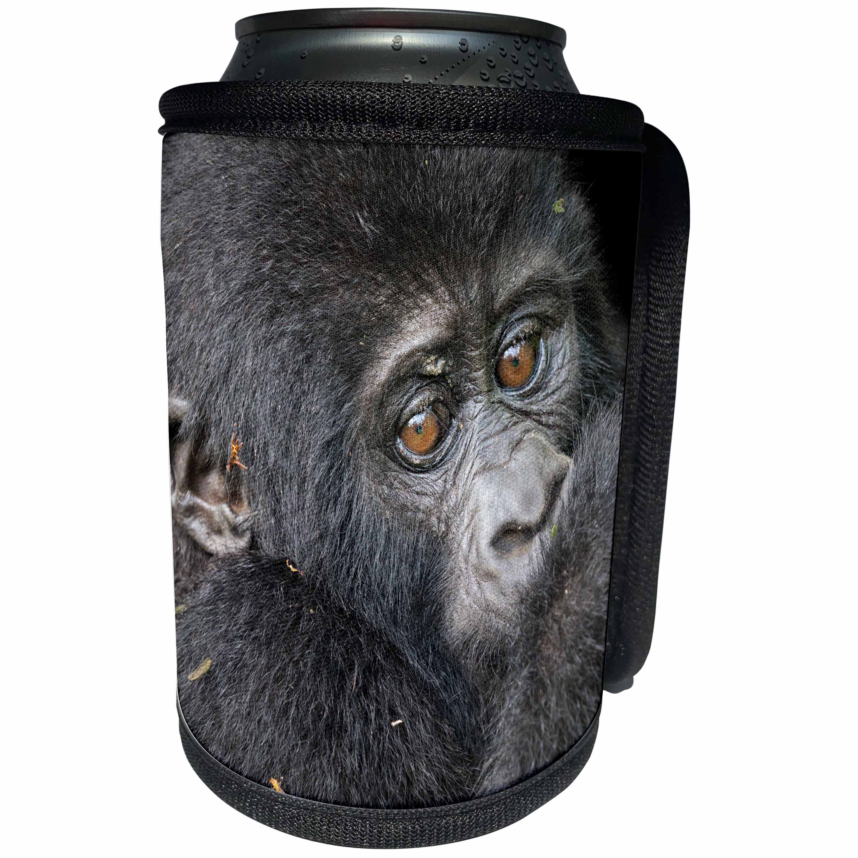 3dRose Danita Delimont - Baby animals - Africa, Uganda, Bwindi Impenetrable Forest. Mountain gorilla baby. - Can Cooler Bottle Wrap (cc_276637)