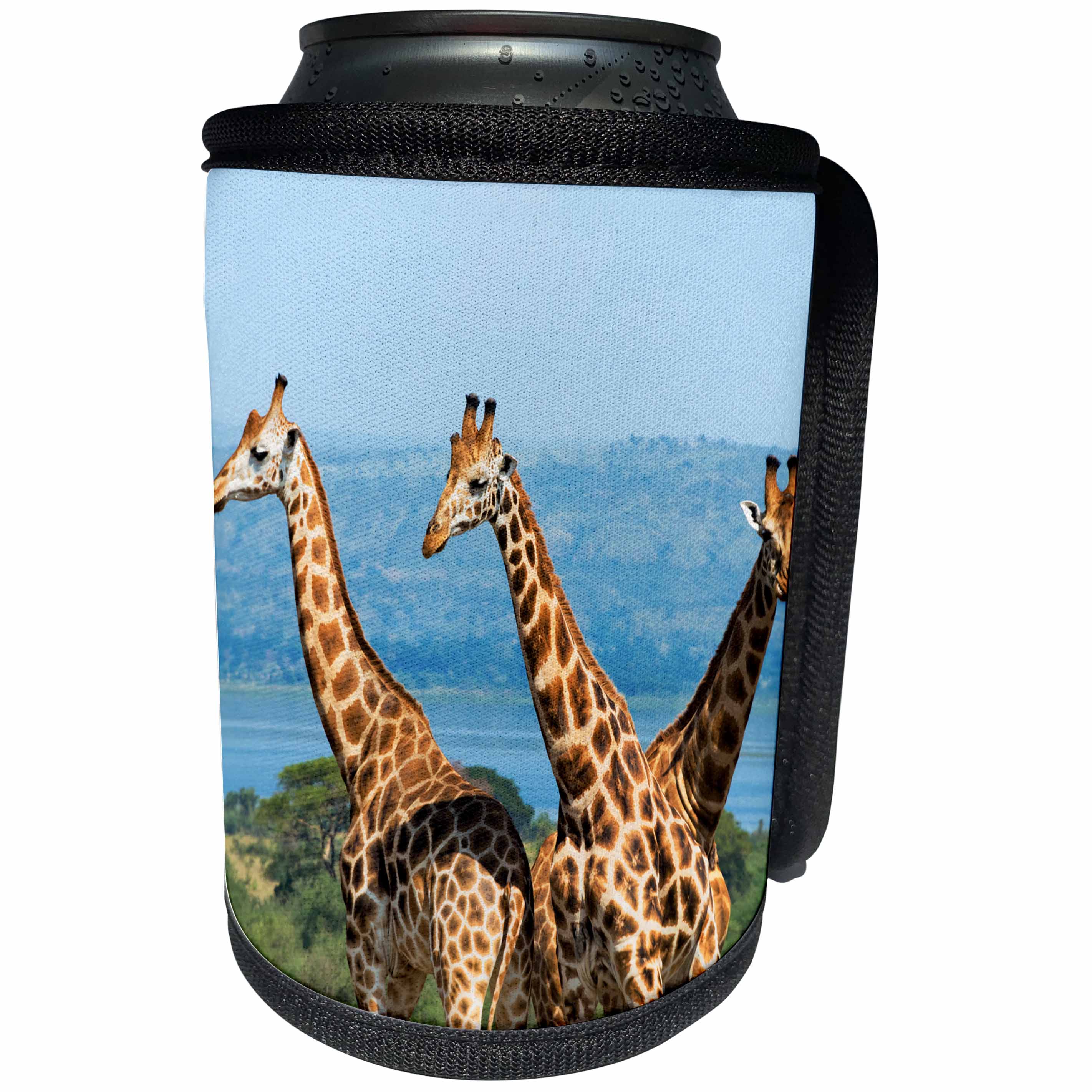 3dRose Danita Delimont - Giraffes - Giraffes on the savanna, Murchison Falls National park, Uganda - Can Cooler Bottle Wrap (cc_276647)
