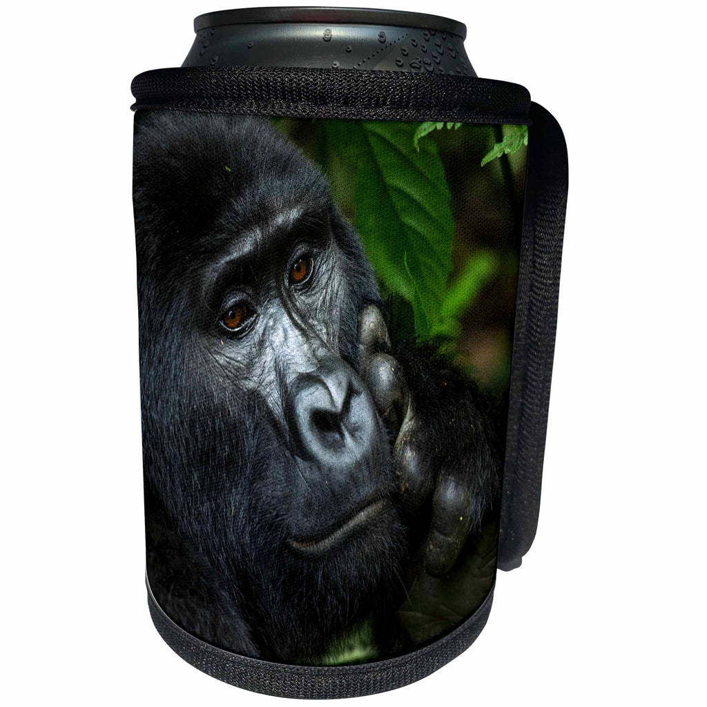 3dRose Danita Delimont - Primates - Contemplative Mountain gorilla. Bwindi Impenetrable Forest. Uganda - Can Cooler Bottle Wrap (cc_276651)
