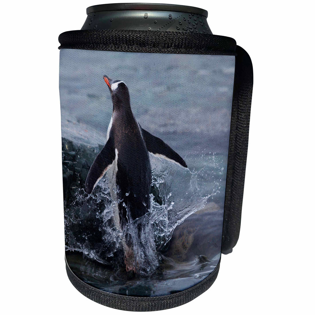 3dRose Danita Delimont - Penguins - Gentoo penguin emerging from the ocean, Antarctica - Can Cooler Bottle Wrap (cc_276661)