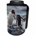 3dRose Danita Delimont - Penguins - Gentoo penguins, Antarctica - Can Cooler Bottle Wrap (cc_276663)