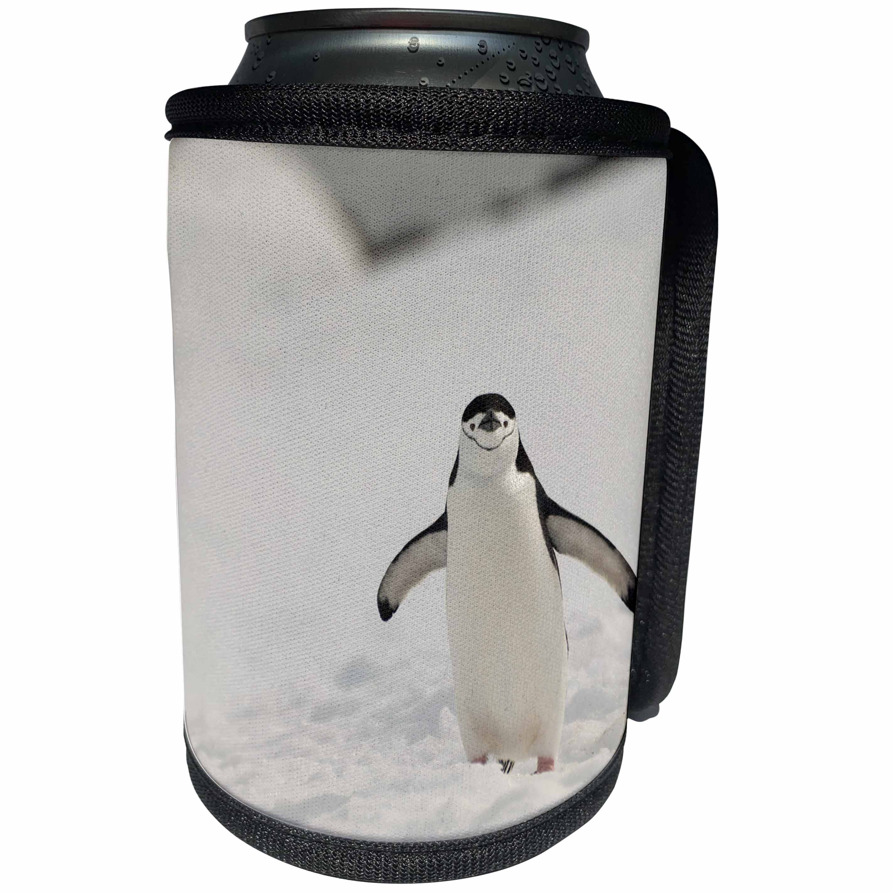 3dRose Danita Delimont - Penguins - Antarctica, Chinstrap, Penguin - Can Cooler Bottle Wrap (cc_276670)