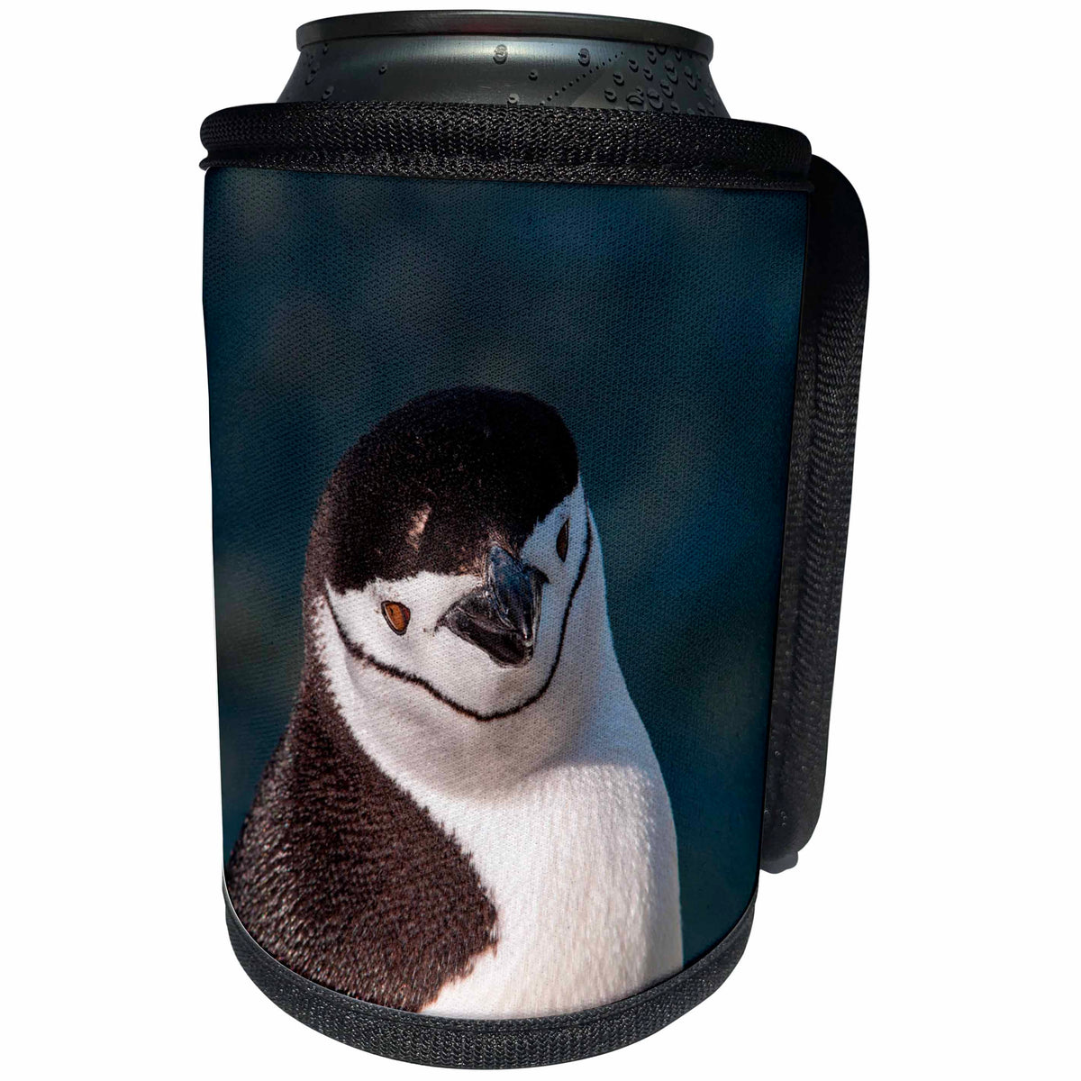 3dRose Danita Delimont - Penguins - Antarctica, penguin, headshot - Can Cooler Bottle Wrap (cc_276673)