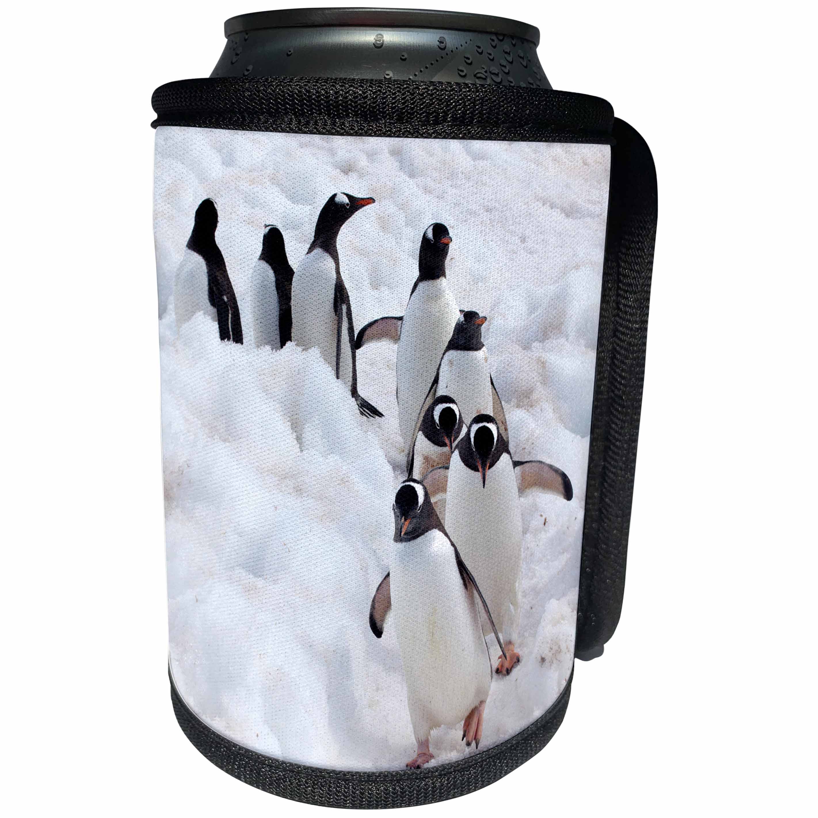 3dRose Danita Delimont - Penguins - Antarctica, Cuverville Island, Gentoo Penguins walking their trail - Can Cooler Bottle Wrap (cc_276681)