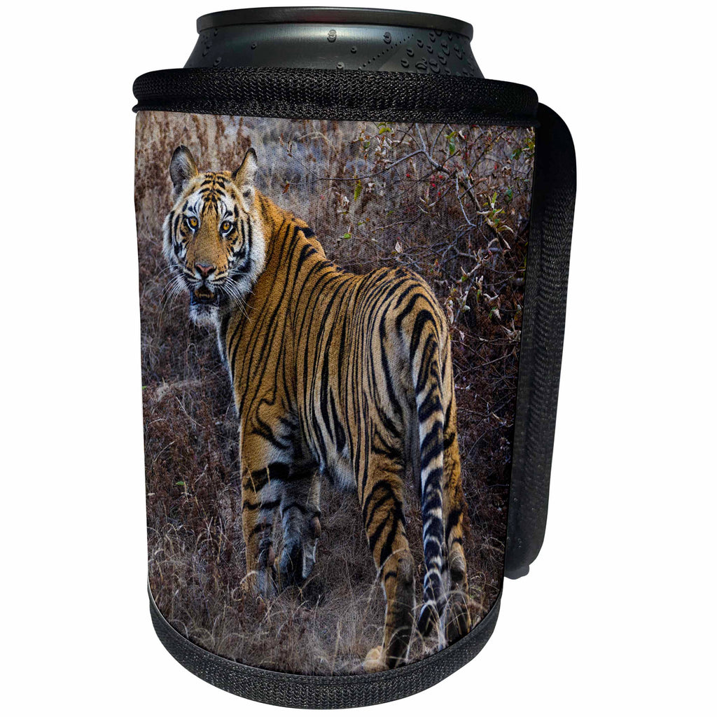 3dRose Danita Delimont - Big Cats - Tiger, Bandhavgarh National Park, India - Can Cooler Bottle Wrap (cc_276772)