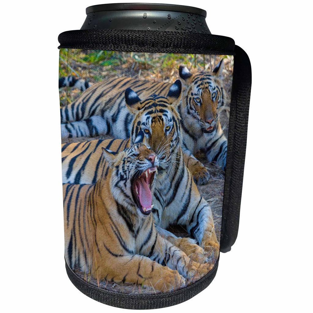 3dRose Danita Delimont - Big Cats - Bengal tigers, Bandhavgarh National Park, India - Can Cooler Bottle Wrap (cc_276775)