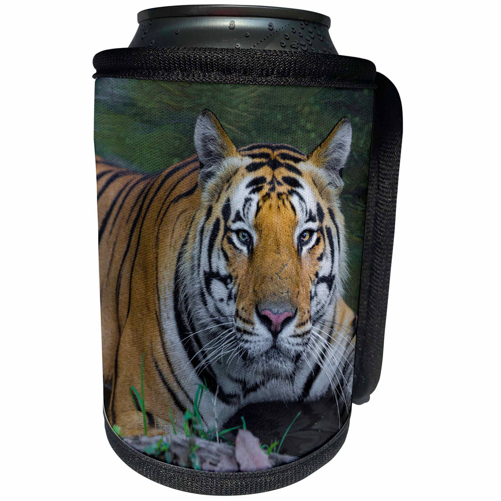3dRose Danita Delimont - Big Cats - India, Kanha Tiger Reserve. Bengal tiger enjoys the cool waterhole. - Can Cooler Bottle Wrap (cc_276781)