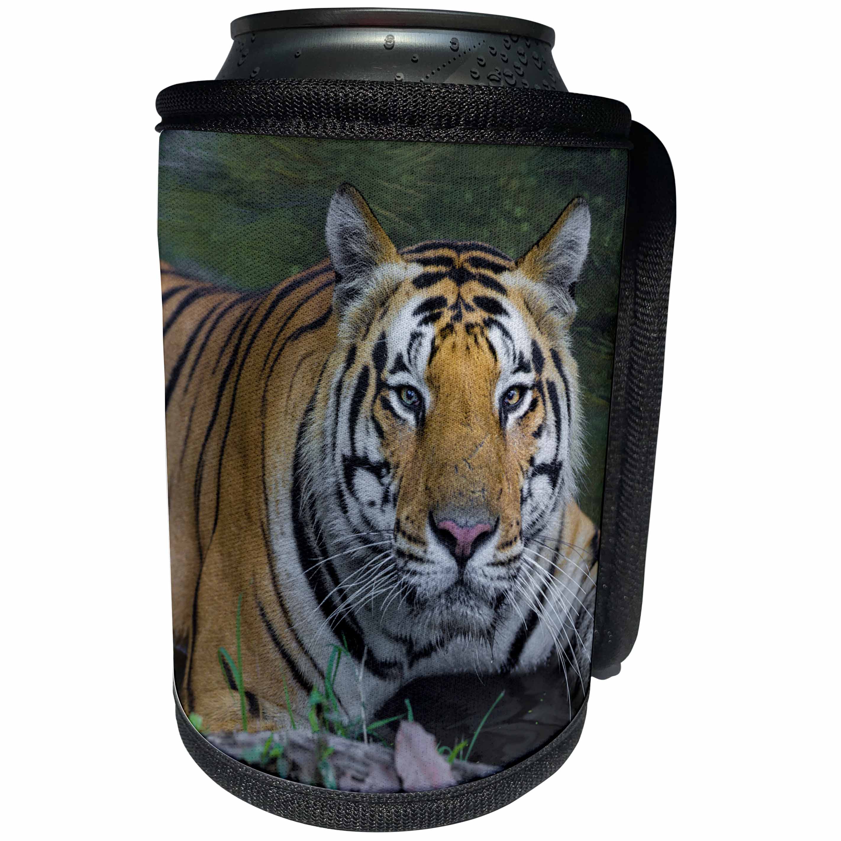 3dRose Danita Delimont - Big Cats - India, Kanha Tiger Reserve. Bengal tiger enjoys the cool waterhole. - Can Cooler Bottle Wrap (cc_276781)